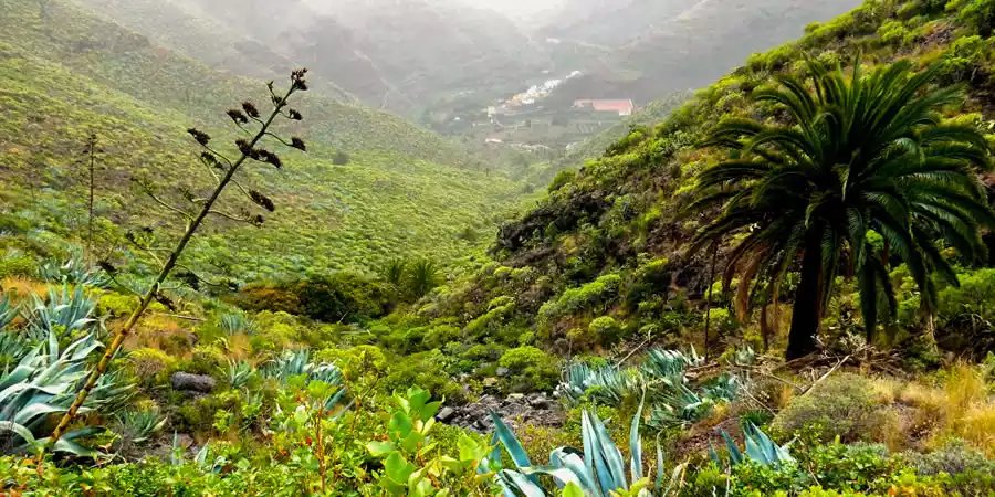 Flora de Canarias