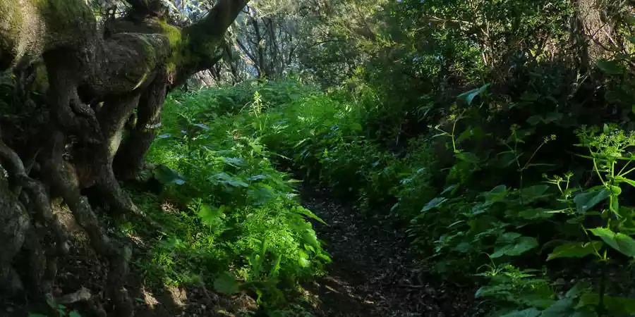 Reserva Natural Integral de Mencafete