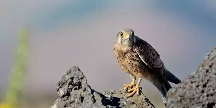 Observación de aves en El Hierro