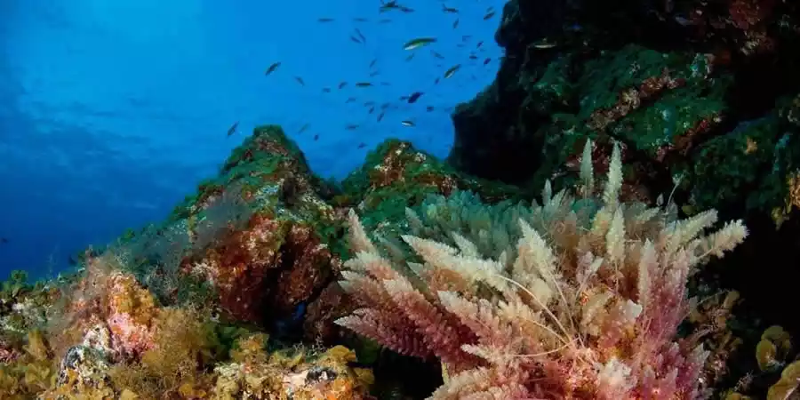 Reserva marina del entorno de la Punta de La Restinga-Mar de las Calmas
