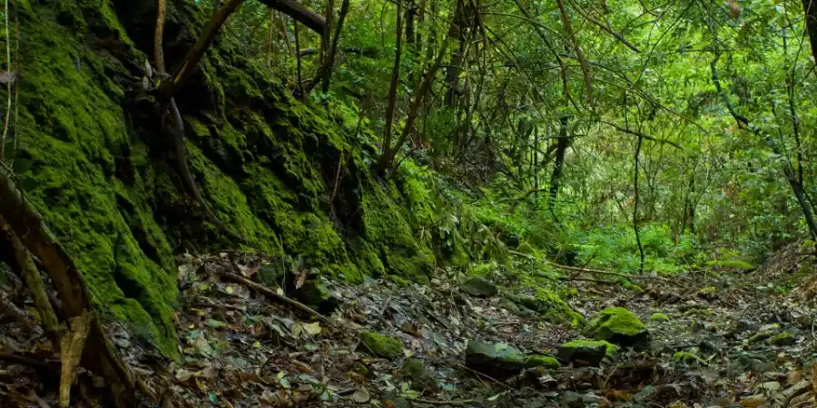 Reserva Natural Integral del Barranco Oscuro