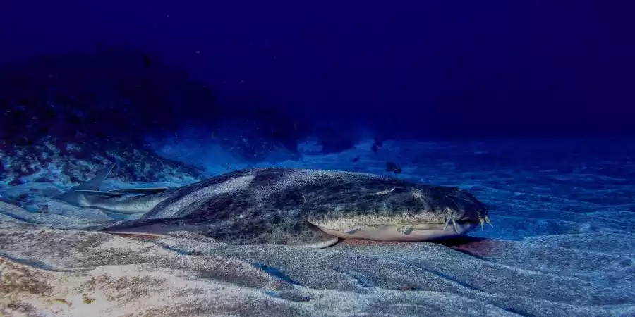 Buceo en Gran Canaria