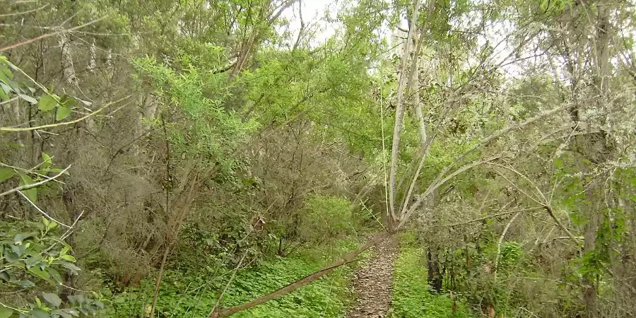 Reserva natural especial de El Brezal