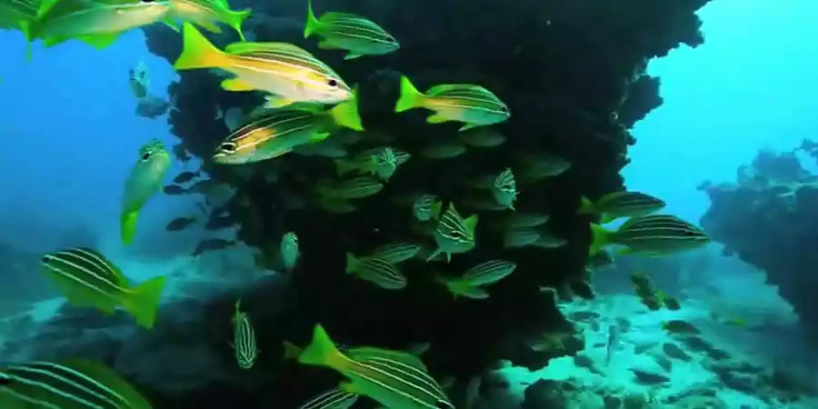 Reserva Marina  del Archipiélago Chinijo