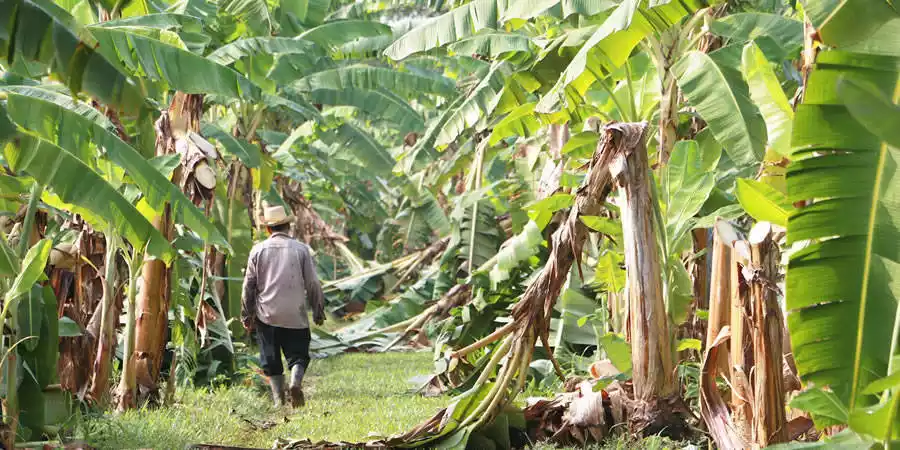 Economía de La Palma
