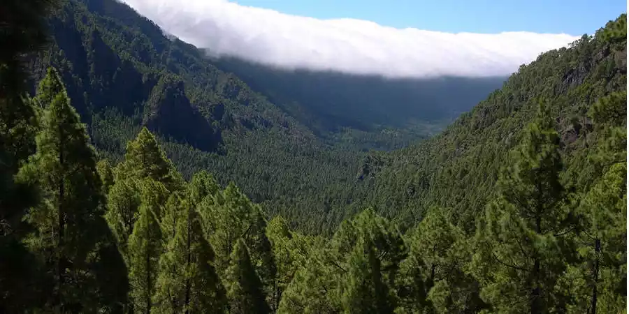 Reserva Natural Integral del Pinar de Garafía