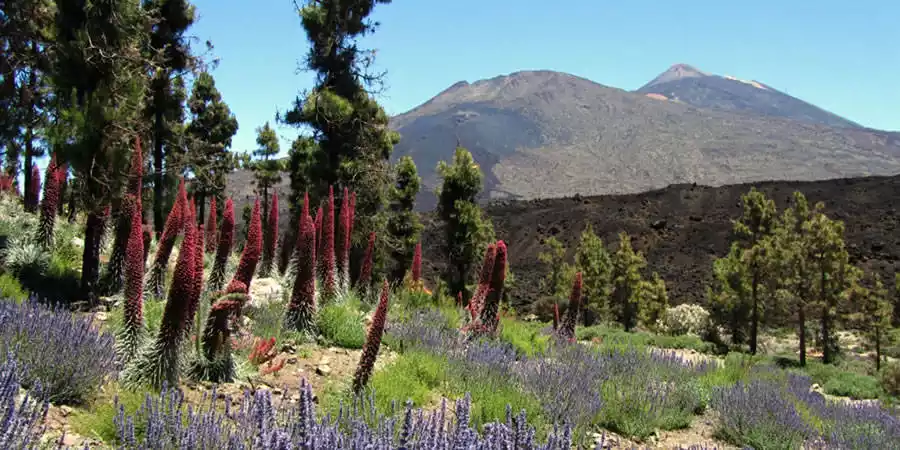 Flora de Tenerife